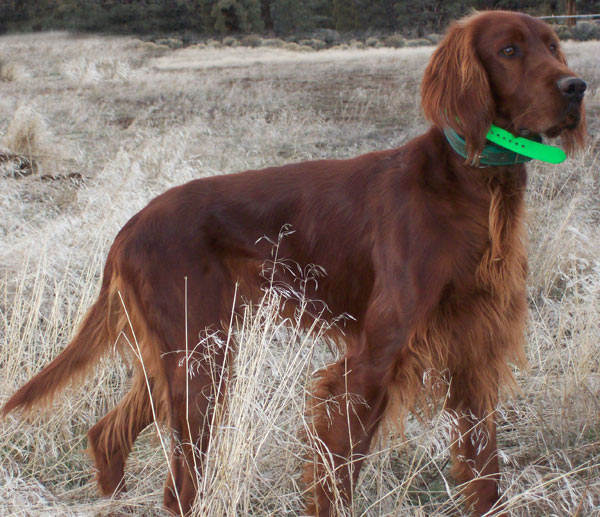 field bred irish setter breeders